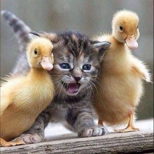 Meet your Posher, Ciriaco